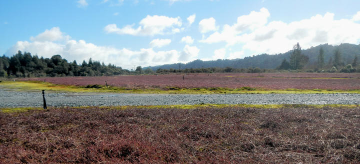 Cranberry fields