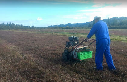Cranberry harvest with machine.