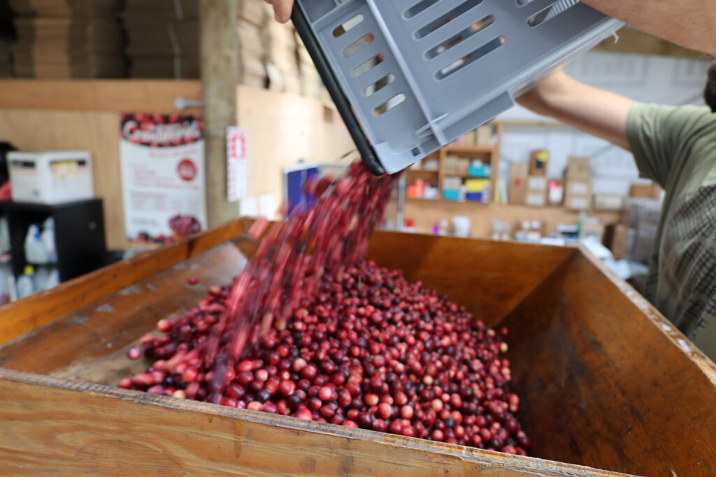 Anisha Satya visits New Zealand's only cranberry farm - and samples the produce.